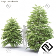 Деревья Trees Tsuga canadensis