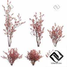 Кусты арония краснолистная