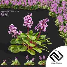 Бадан сердцелистный