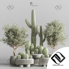Комнатные plant and cactus