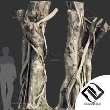 Деревья Ficus