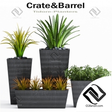 Уличные растения Street plants crate&barrel