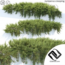 Уличные растения Juniperus