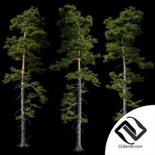 Деревья Trees European pine