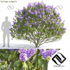 Кусты Syringa vulgaris