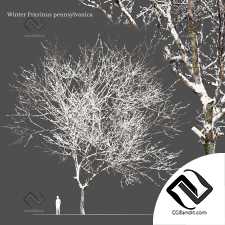 Деревья Winter Fraxinus pennsylvanica