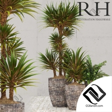 Комнатные растения RH corso planter