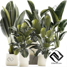 Комнатные растения коллекция 14