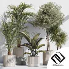 Комнатные растения set 900