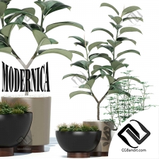 Комнатные растения Modernica pots