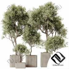 Комнатные растения Olive Set