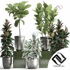 Комнатные растения ficus collection