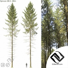 Деревья Spruce 02