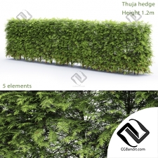 Кусты Bushes Thuja hedge 3