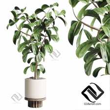 Комнатные растения  ficus rubbery