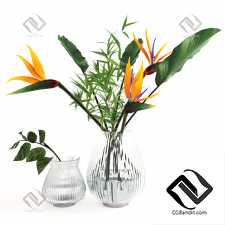 Букет Bouquet Exotic strelitzia