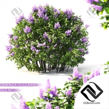 Кусты Bushes Blooming lilac