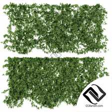 Уличные растения Street plants Ivy leaf wall 3