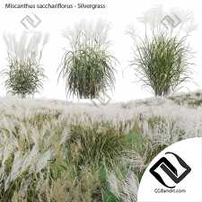 Серебряная трава