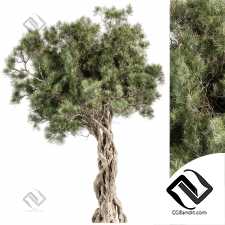 Деревья Olive 10