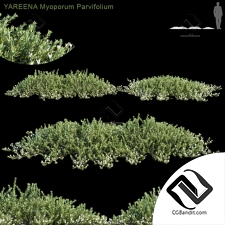 Кусты Bushes Myoporum Parvifolium