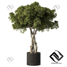 Комнатные растения 36