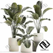 Комнатные растения экзотический куст