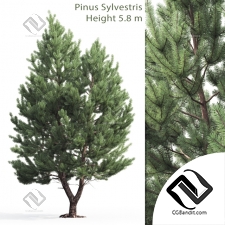 Деревья Trees Scots pine 47