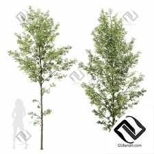 Деревья Alnus Glutinosa