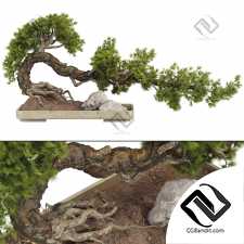 Комнатные растения Bonsai Tree
