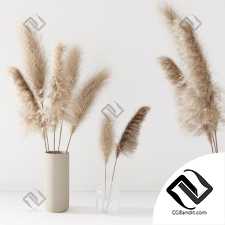 Set of pampas in vase