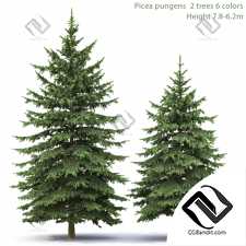 Деревья Trees Picea Pungens 04