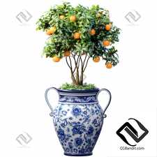 Комнатные растения апельсиновое дерево