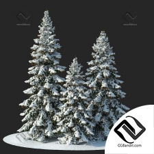 Ели в снегу