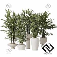 Комнатные растения Dracaena Warneckii Lemon,Rhapis Excelsa