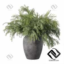 Букет из сосновых веток