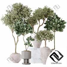 Комнатные растения Elastica Abidjan Melany and Mission Olive