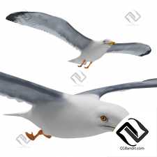 Живые существа Living creatures Seagull in flight