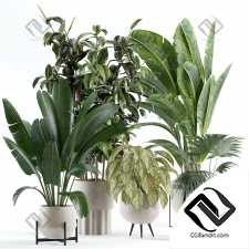 Комнатные растения set 63