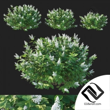 Кусты гортензия