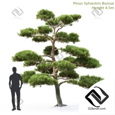 Деревья Trees Pine Bonsai 4