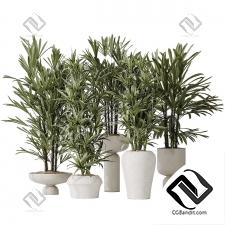 Комнатные растения Dracaena Warneckii Lemon,Rhapis Excelsa
