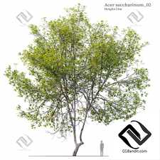 Деревья Acer Saccharinum