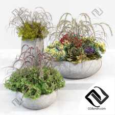 Уличные растения Street plants 52