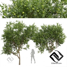 Деревья Citrus Sinensis