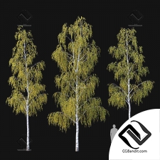 Деревья Береза