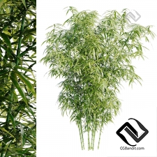 Бамбуковый куст