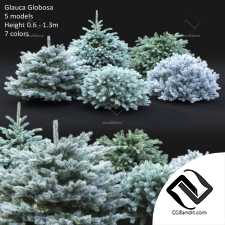 Кусты Bushes Glauca Globosa