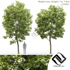 Деревья Trees Maple 61