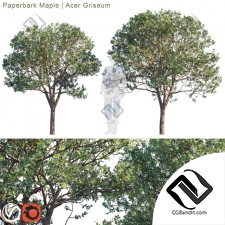 Деревья Trees Paperbark Maple